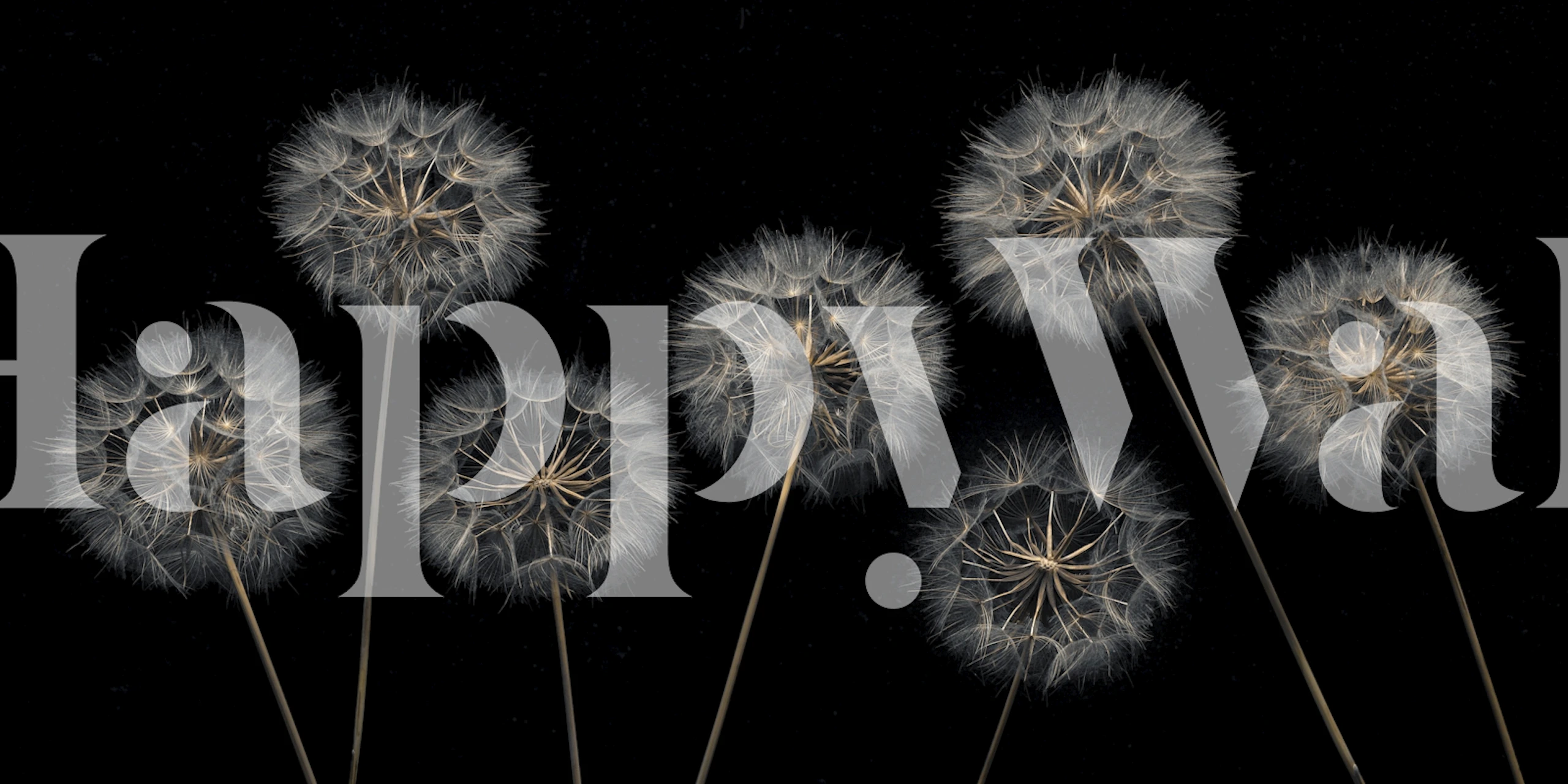 Dandelion flowers wallpaper in a room