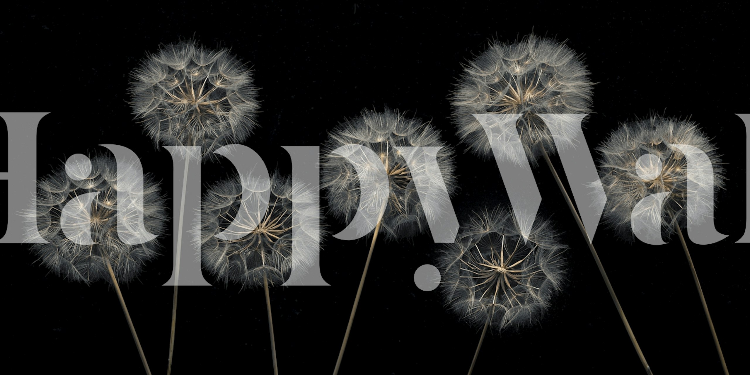 Dandelion flowers tapet i ett rum