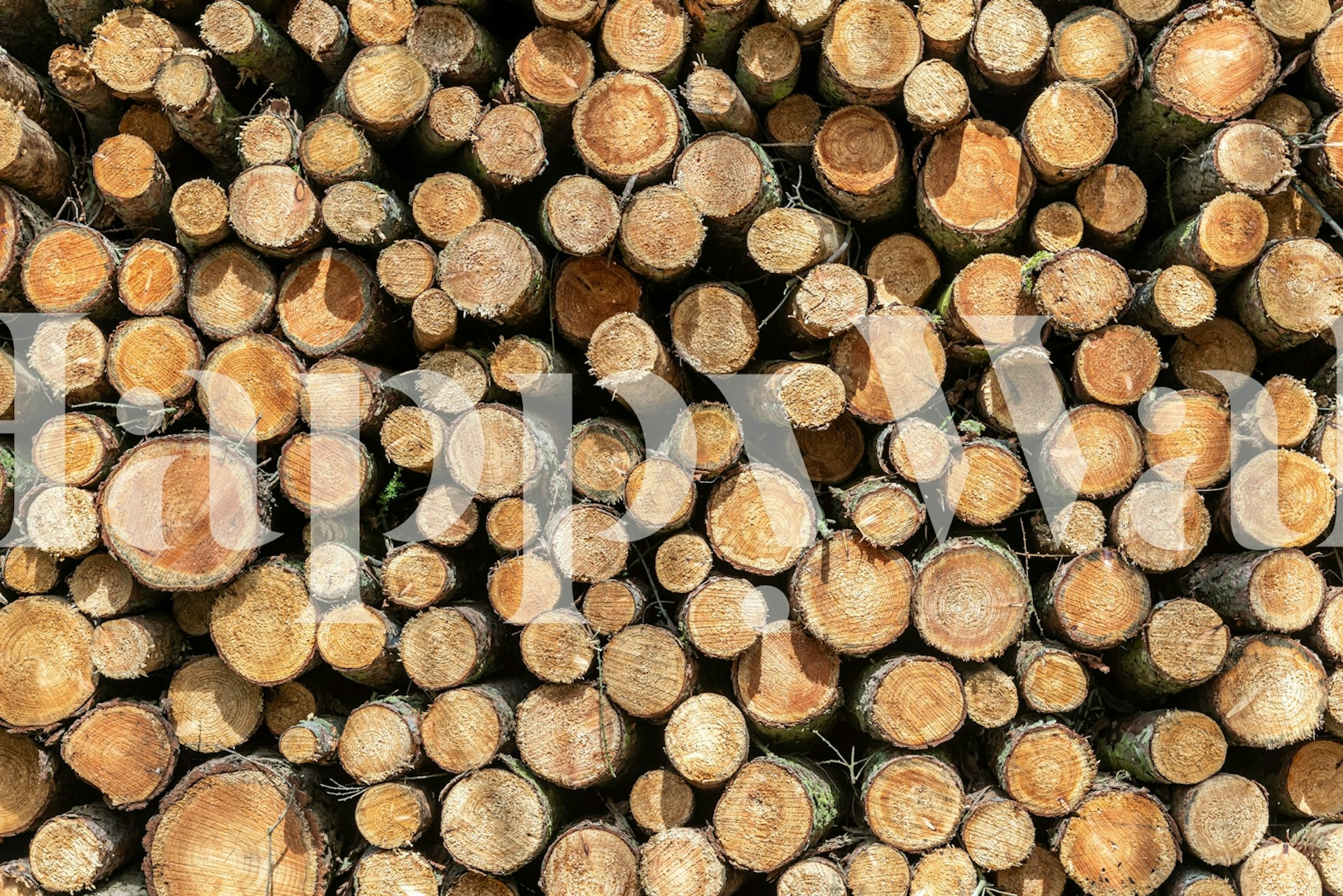 Spring Wood-tapettisuunnittelu huoneessa