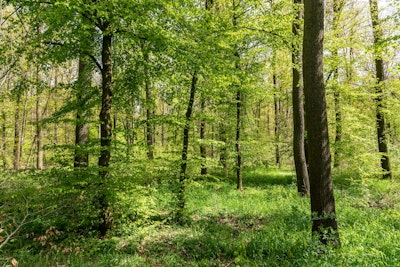 Seinämaalaus