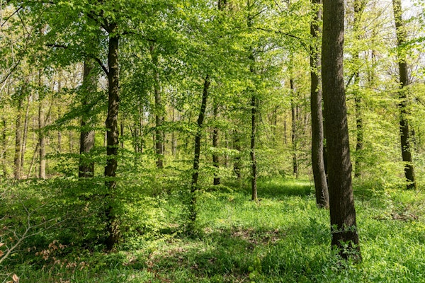 Spring green Forest