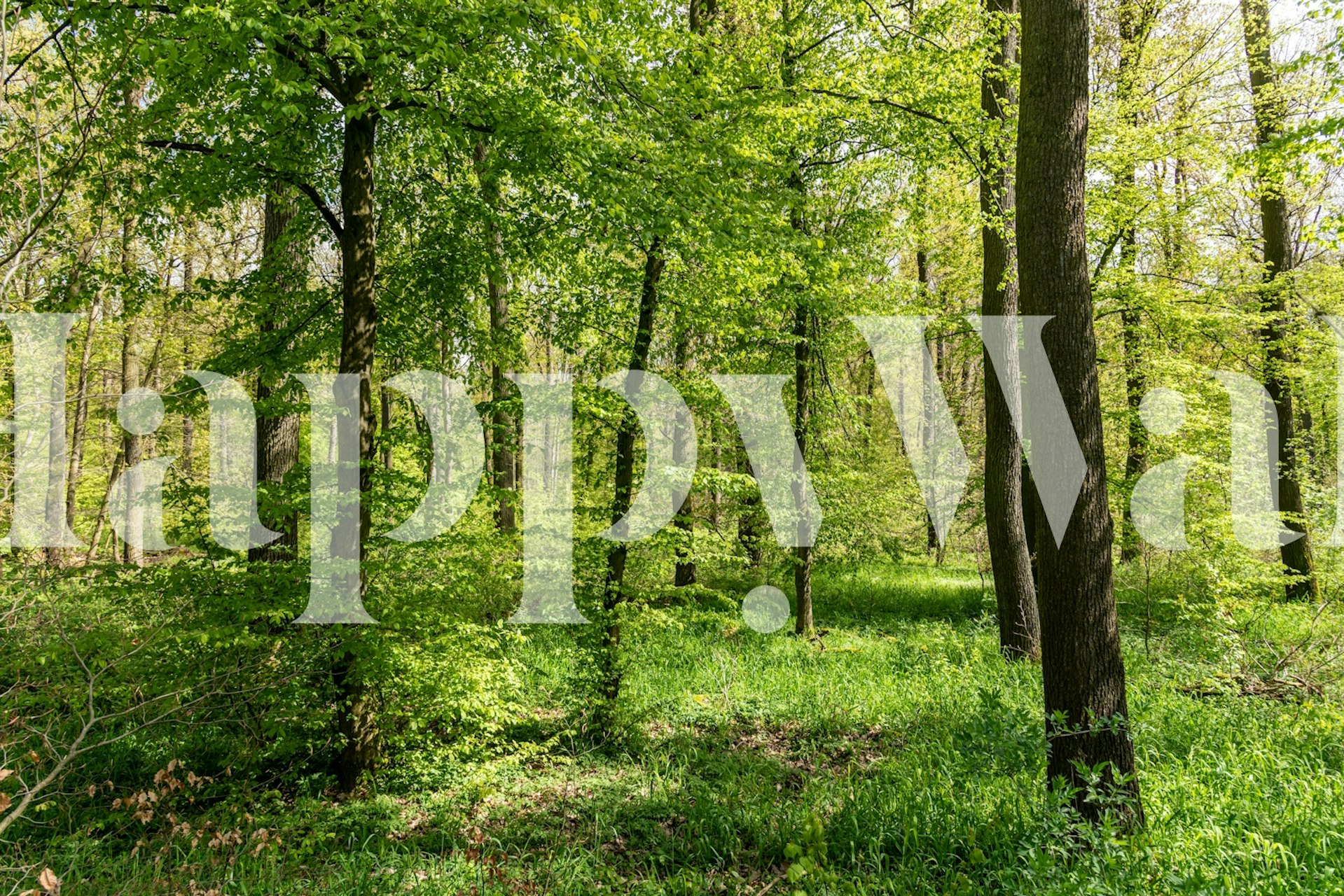 Lush green trees and foliage in a forest wallpaper