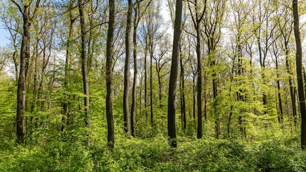 Springtime green Forest