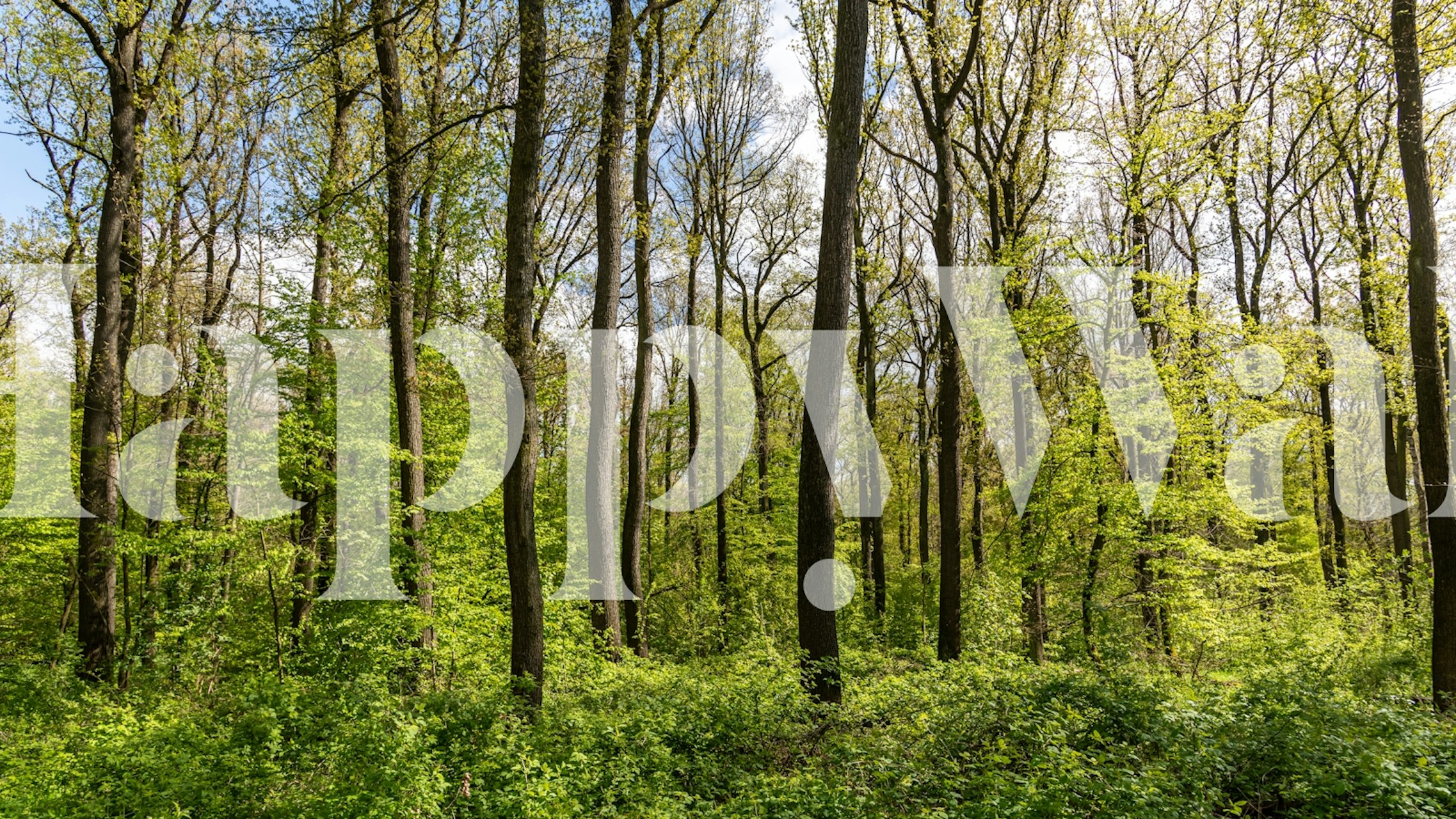 Carta da parati Springtime green Forest in una stanza