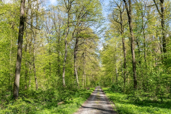 Springtime green Phat