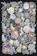 Ragni moody flowers in white