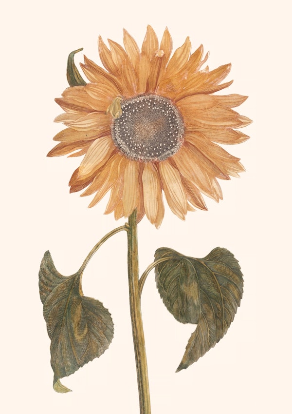 Sunflower - Vintage painting - ASTER