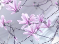 Spring Elegance tapet