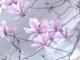 Spring Elegance