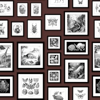 Fantastic Creatures - RedMadder wallpaper