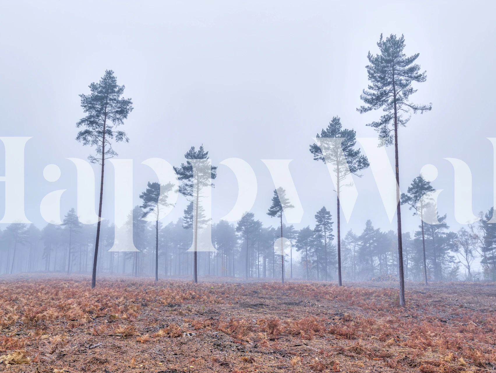 Foggy landscape with tall pine trees and brown grass wallpaper