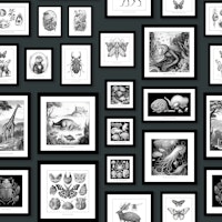 Fantastic Creatures - Anthracite wallpaper