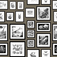 Fantastic Creatures - Mushroom Brown wallpaper