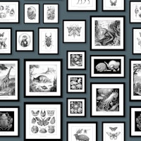 Fantastic Creatures - Storm Blue wallpaper