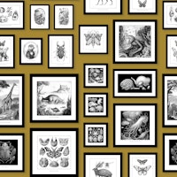 Fantastic Creatures - Mustard wallpaper