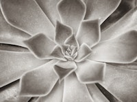 Succulent Sensation wallpaper