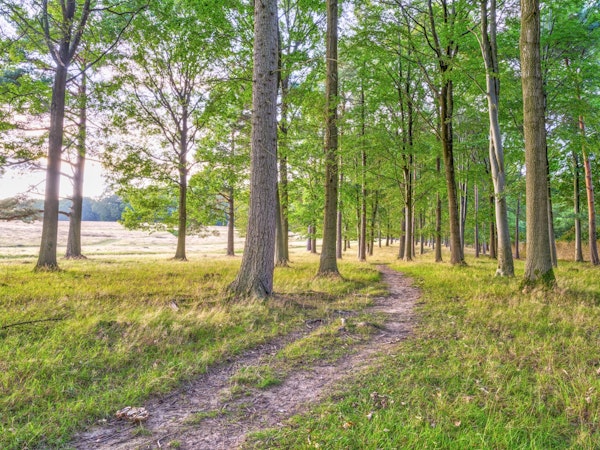 Woodland Path