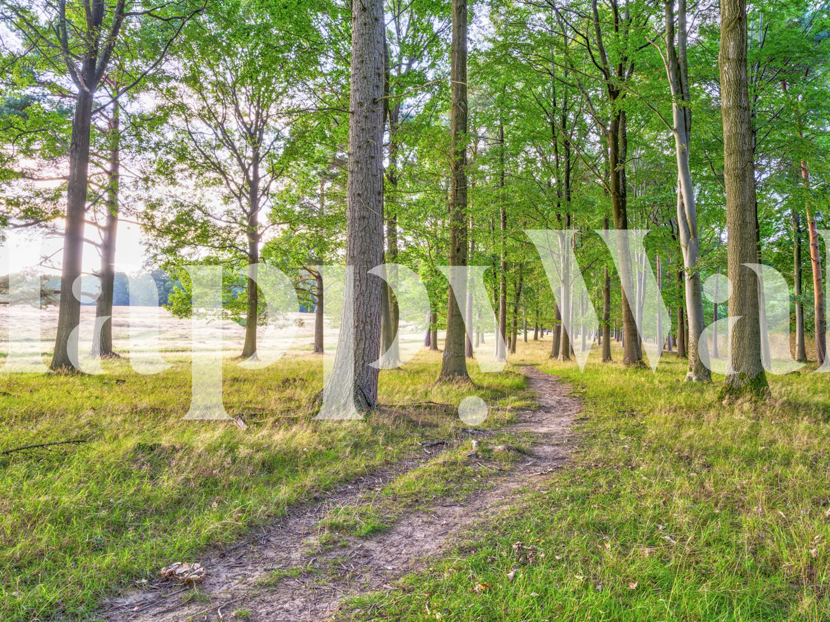 Woodland Path wallpaper in a room setting