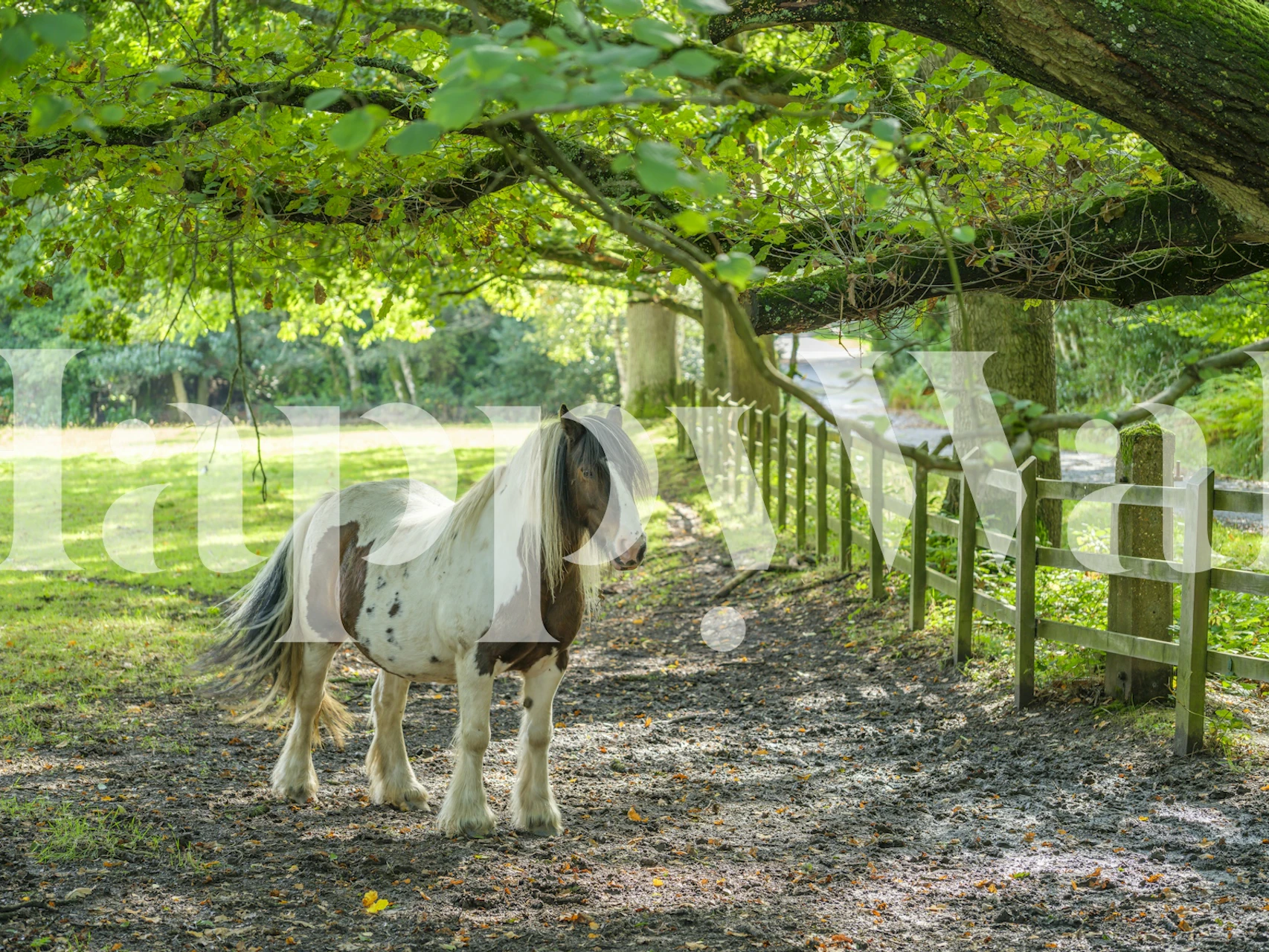 Horse in a green field with fence and trees wallpaper