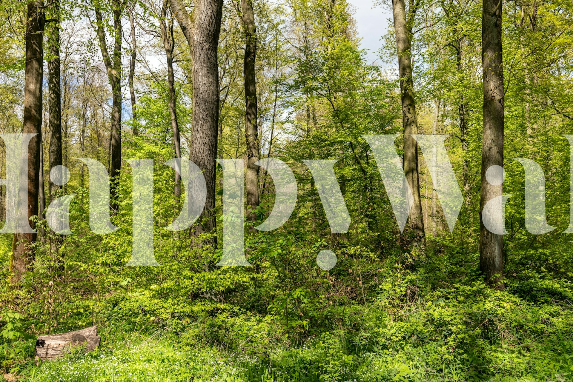 Springwood Forest wallpaper in a room