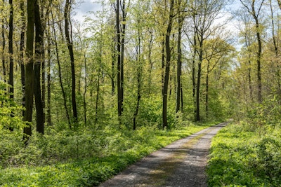 Wandgemälde