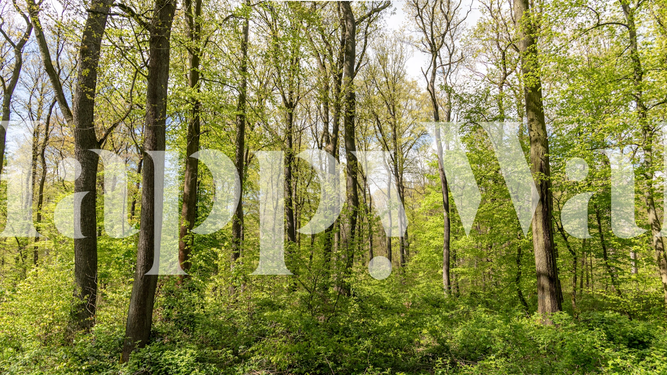 Lush green trees and foliage wallpaper in a natural forest scenery style