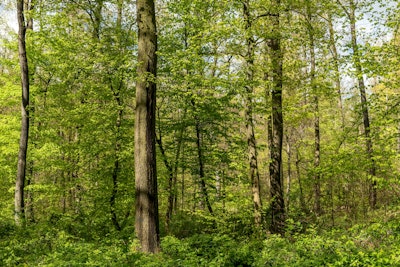 Muurschildering