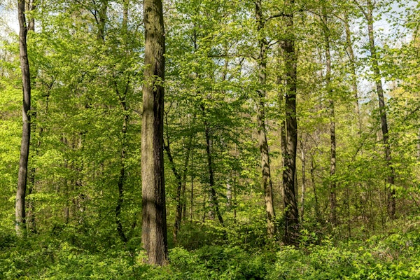 Spring Renewal Woods