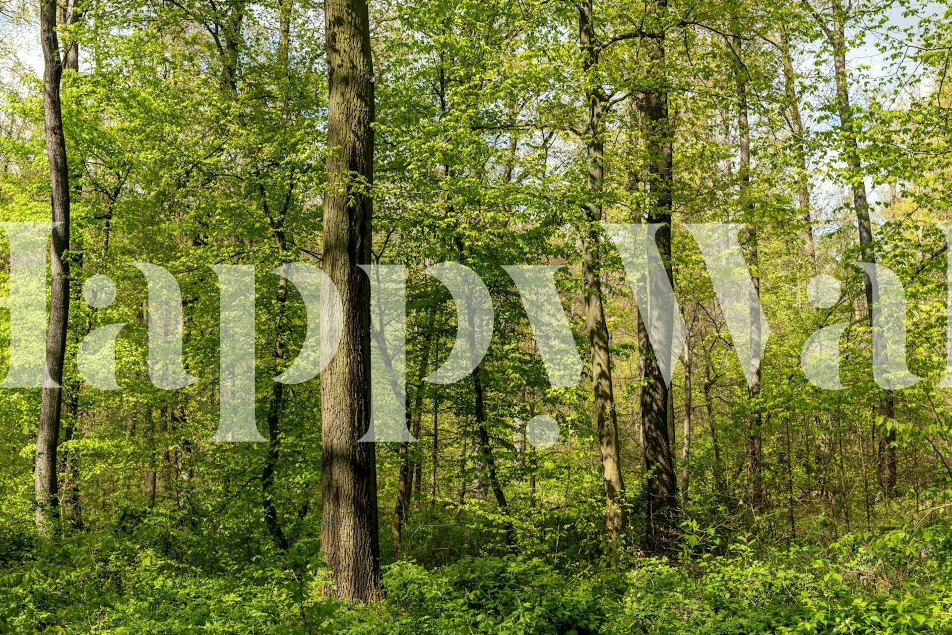 Spring Renewal Woods wall mural featuring fresh green leaves and sunlit forest scene