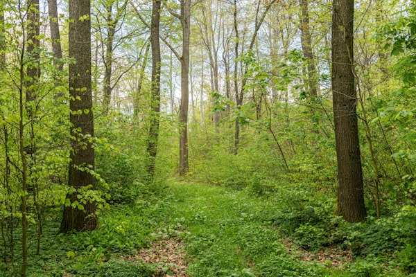 Spring Meadowbrook Forest
