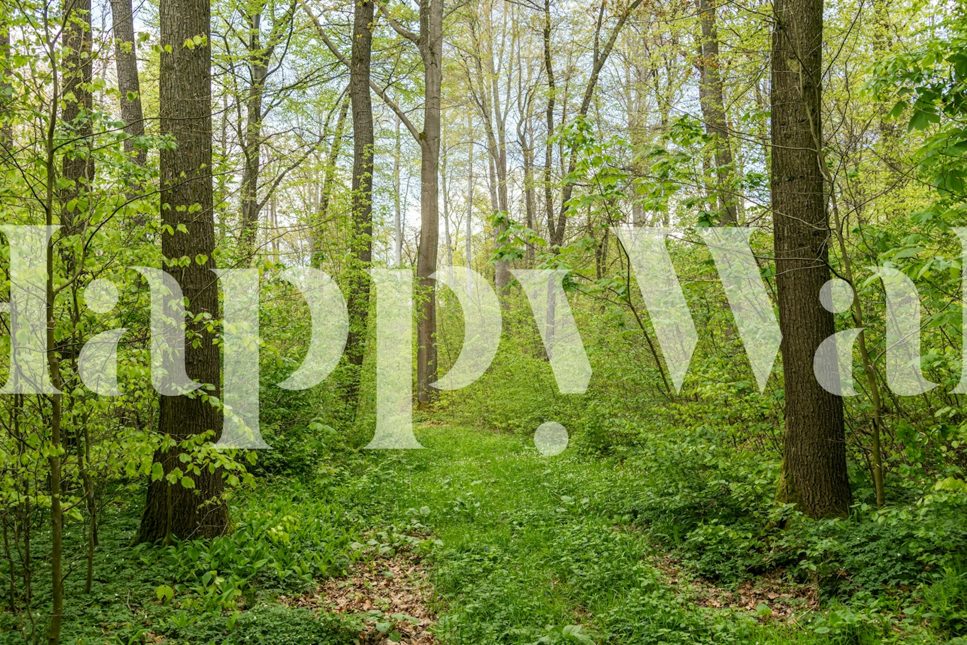 Lush green trees and foliage in a forest setting wallpaper