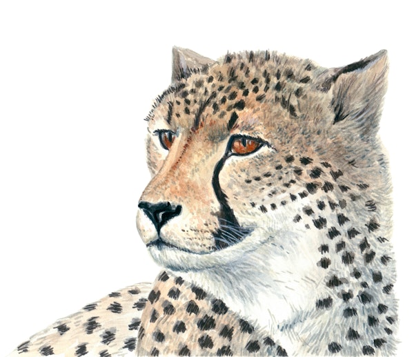 Cheetah