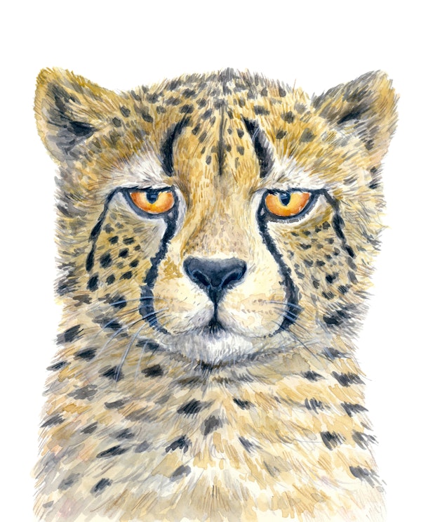 Cheetah 2