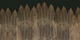 Luxury Palms Gold