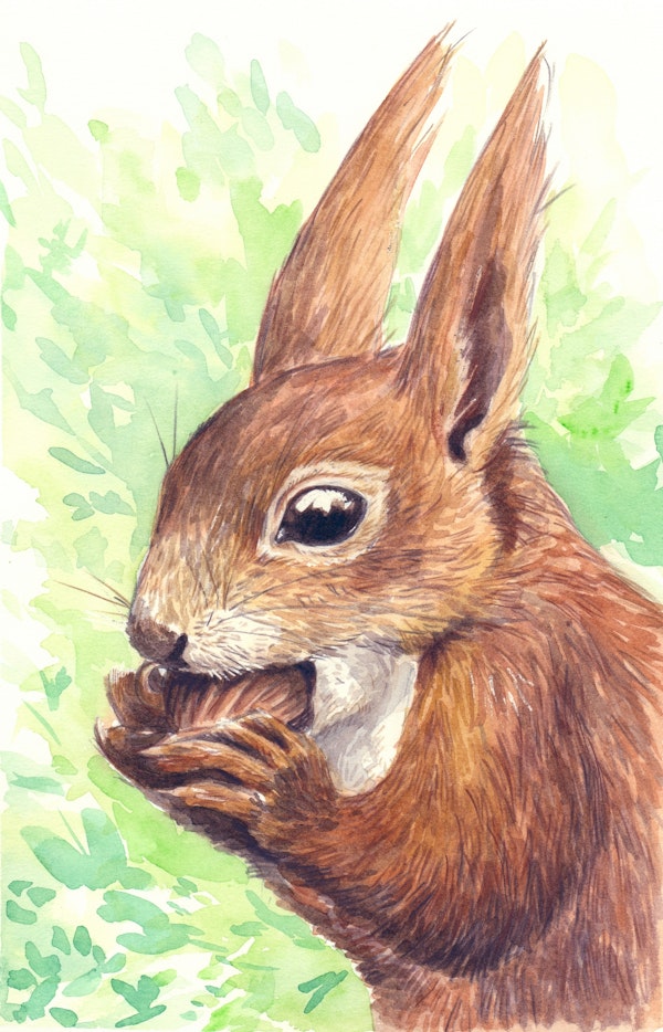 Squirrel eating a nut, watercolor