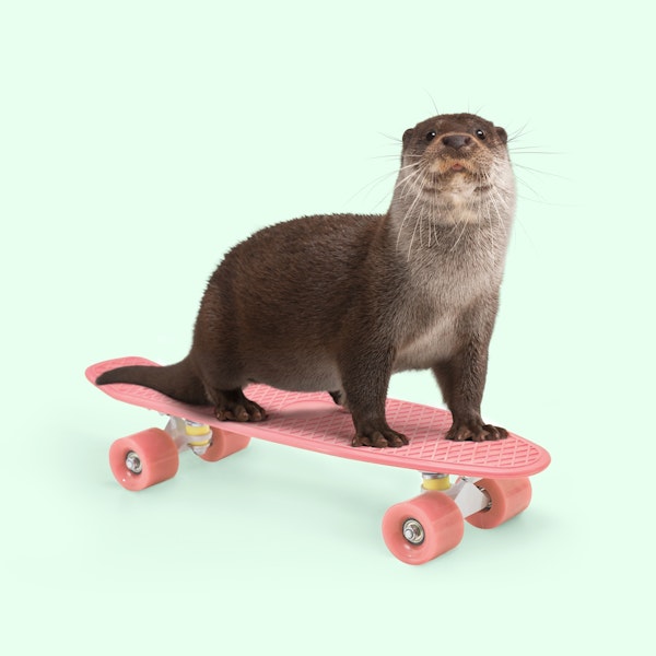 Skate otter