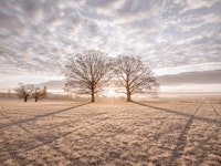 Morning Meadow papiers peint