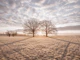 Morning Meadow