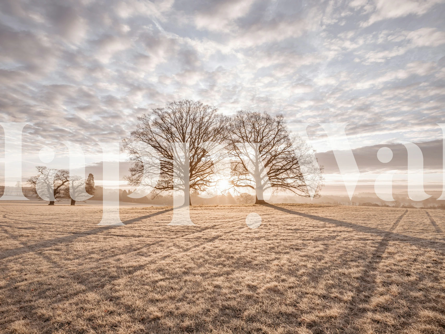 Two trees silhouetted by sunrise over a frosted field wallpaper
