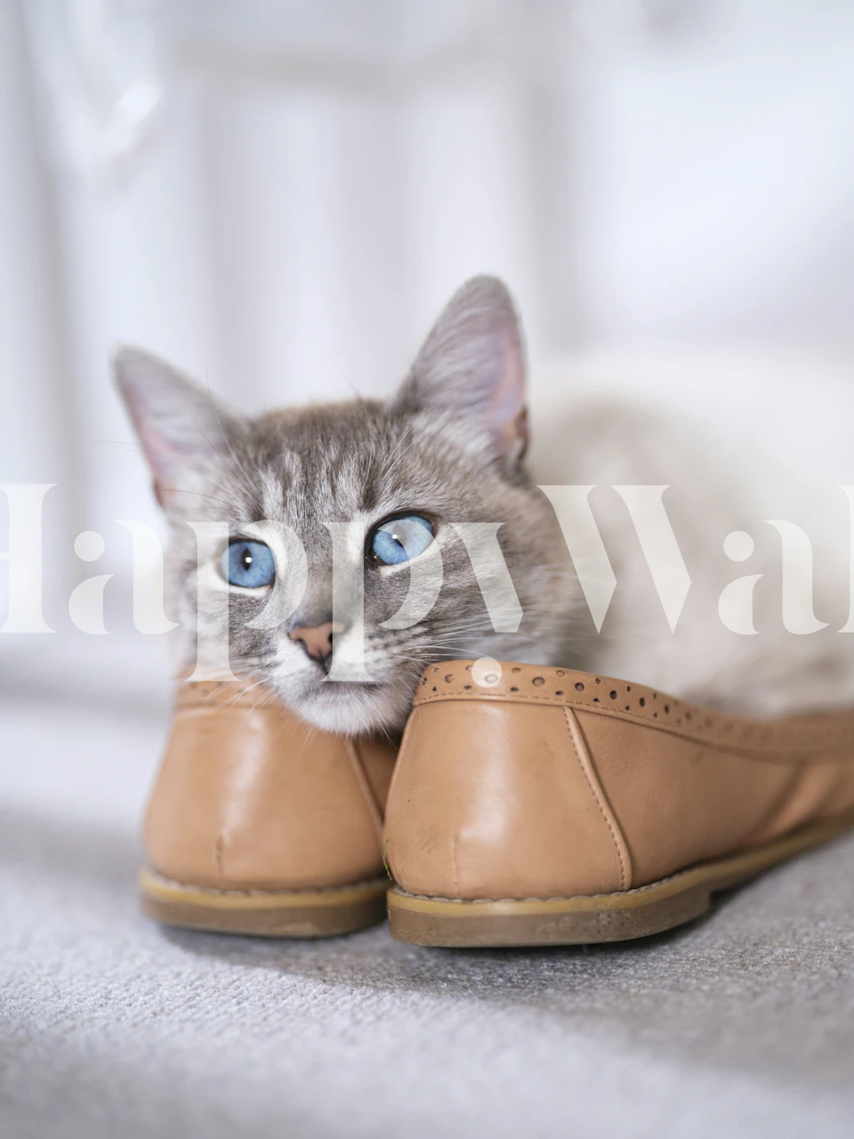 A cat resting on a pair of brown shoes, soft focus wallpaper
