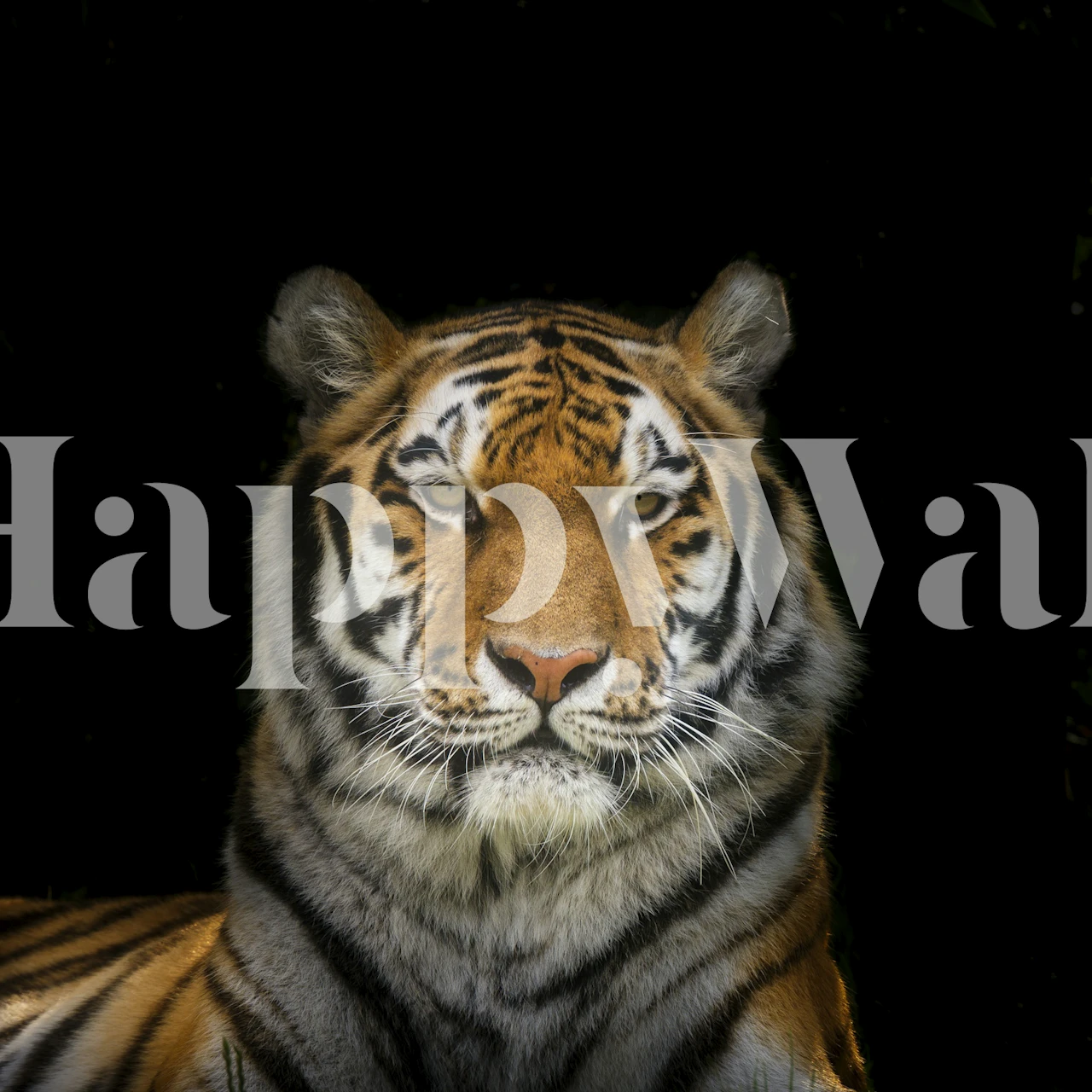 Tiger in the Shadows papel tapiz en una habitación