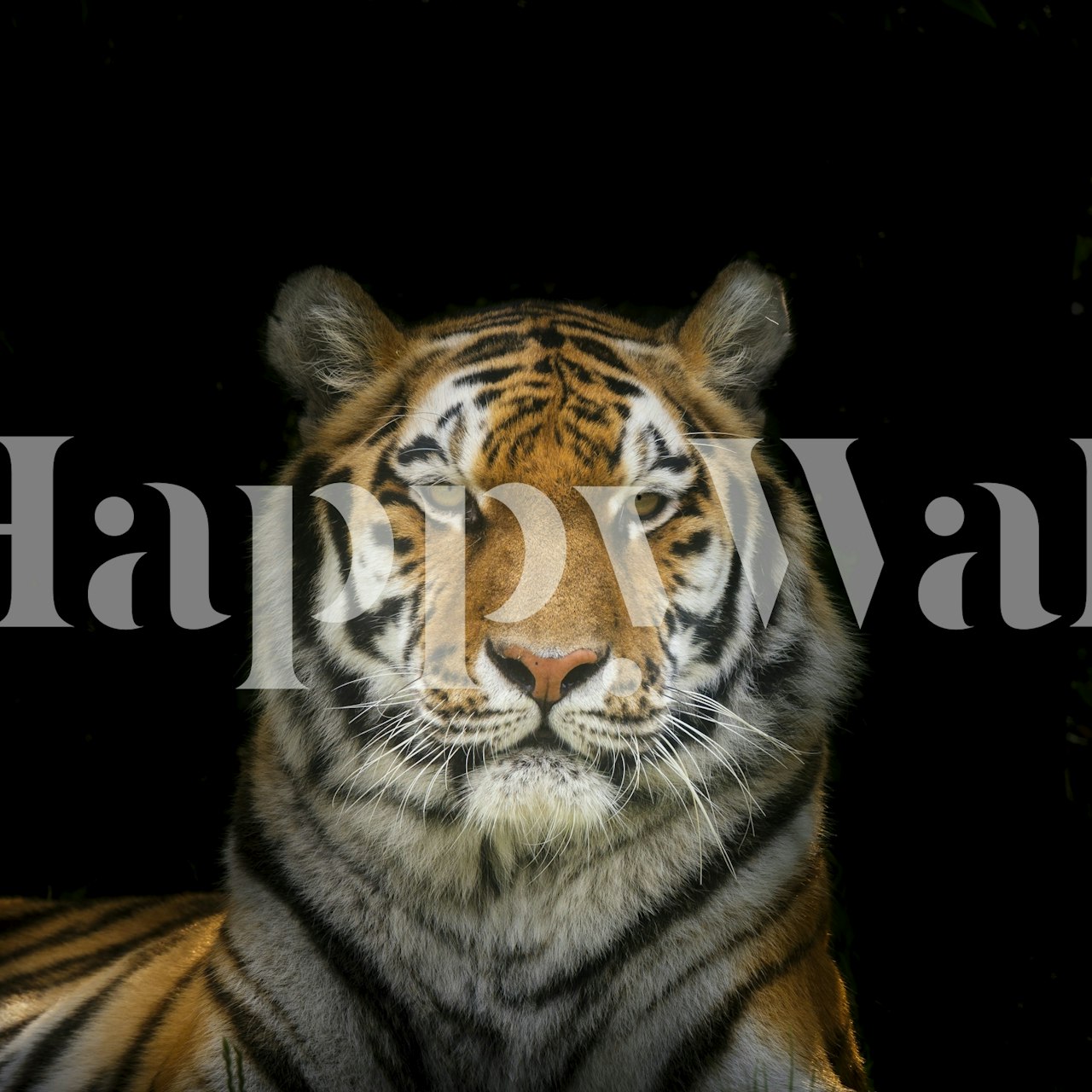 Tiger in the Shadows wallpaper in a room