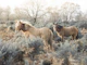 Graceful Grazers