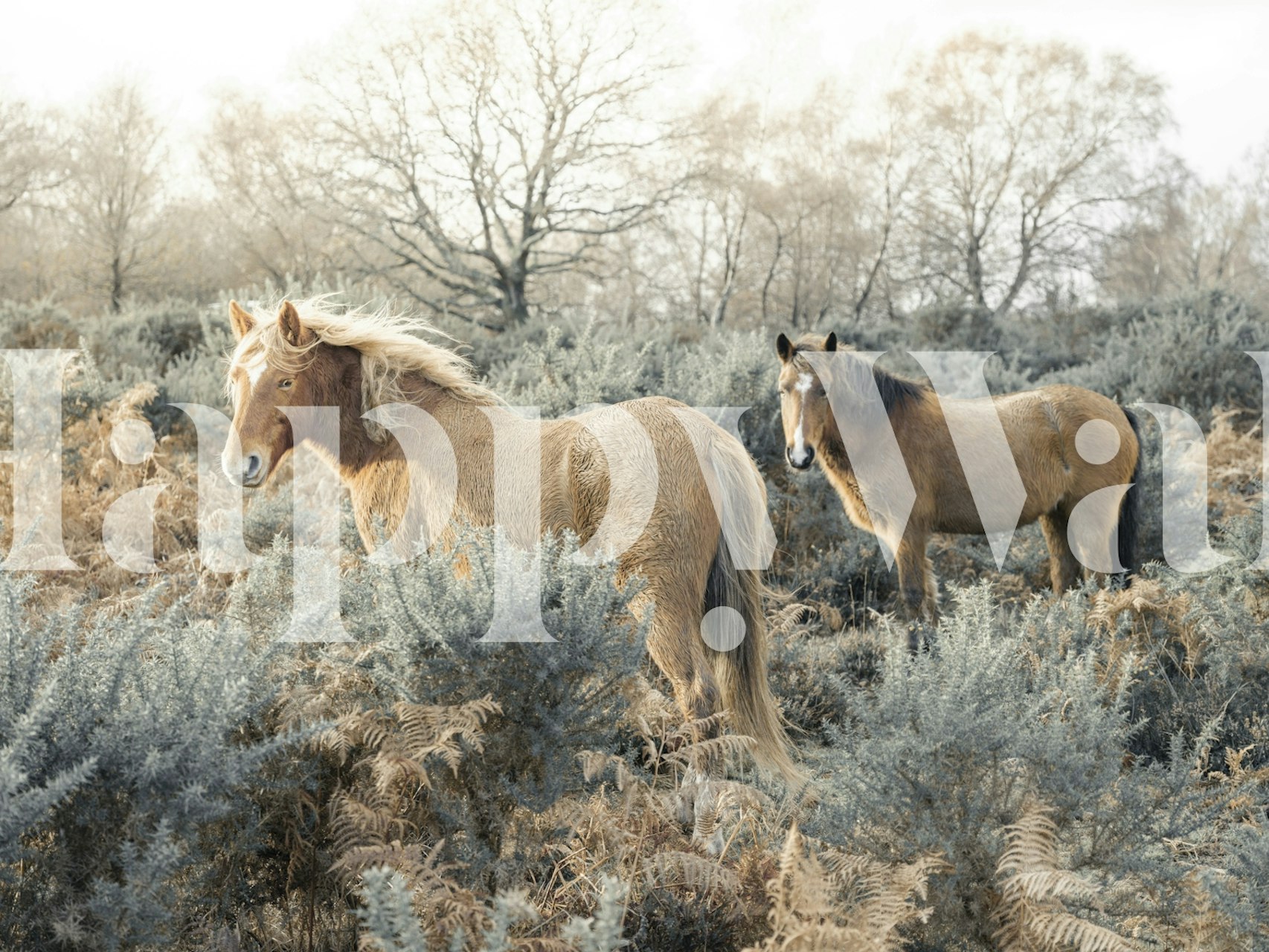 Two horses in a natural setting with ferns and trees wallpaper