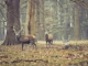 Woodland Lords
