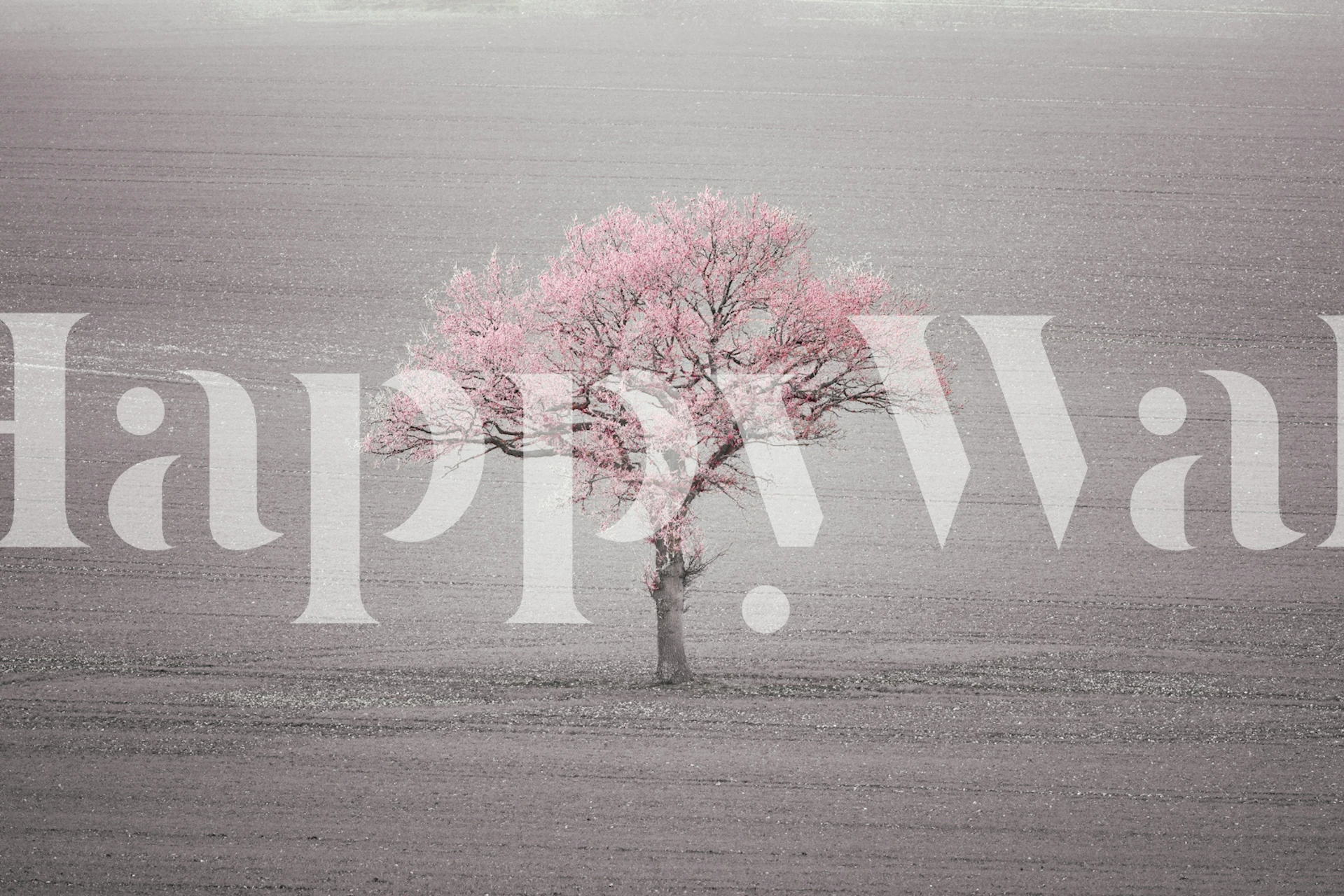 Solitary pink tree on gray field wallpaper