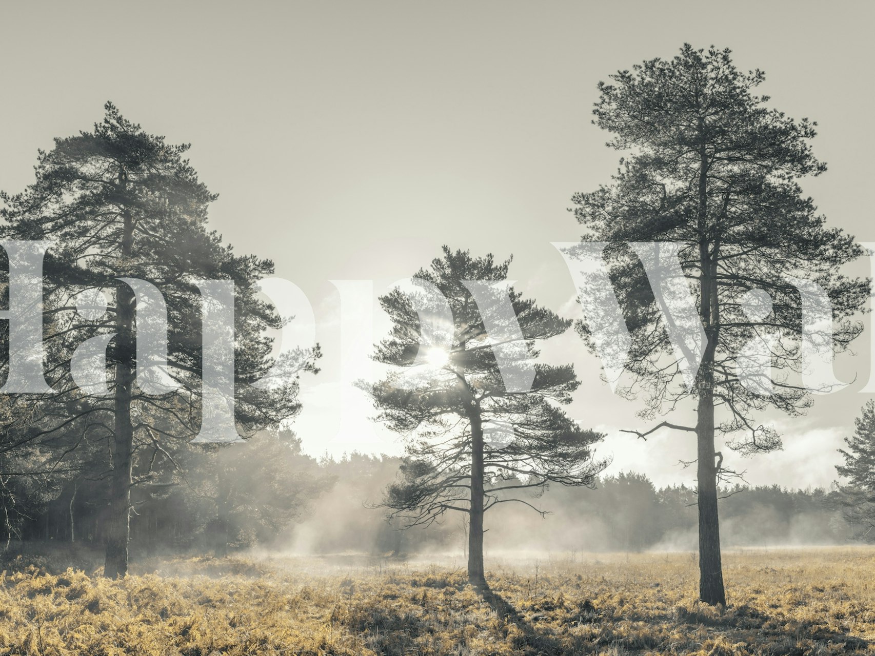 Black and white trees and mist in a forest wallpaper
