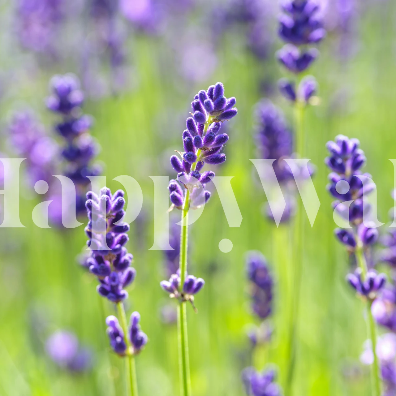 Purple Profusion wallpaper design in a room