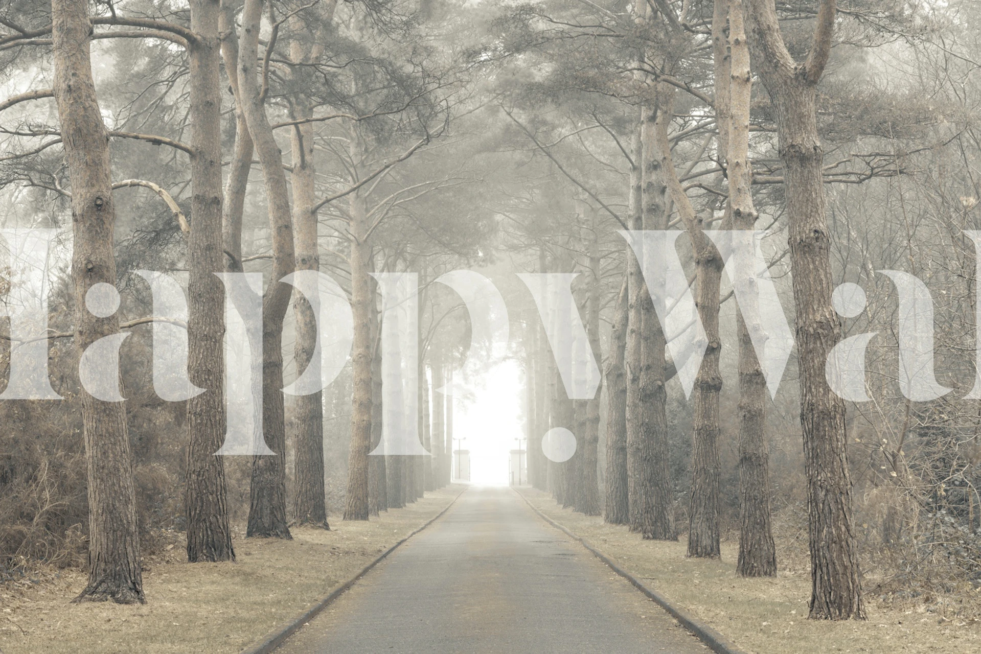 Ethereal forest path with tall trees and misty ambiance wallpaper