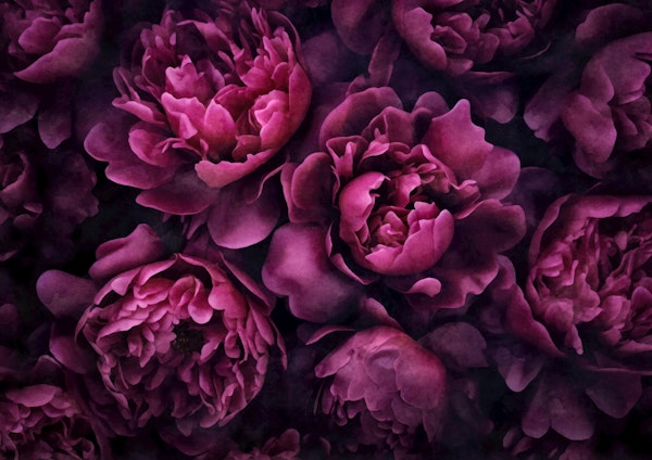 Purple Pink Opulent Floral Elegance